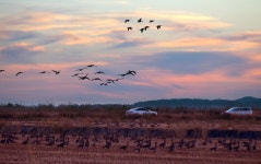 베스트갤러리 - 노을소을 날다
