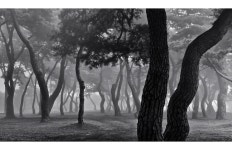 베스트갤러리 - 몽환속 솔숲 풍경