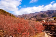 베스트갤러리 - 산수유 익어가는 마을