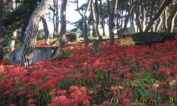 베스트갤러리 -  지석묘군 꽃무릇  베스트갤러리 - " 지석묘군 꽃무릇 "