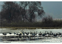 베스트갤러리 - 겨안천의곤니