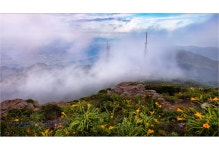 베스트갤러리 - 노고단 원추리