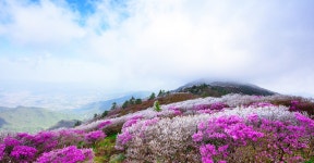 베스트갤러리 - 5월 덕유사랑.