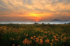 베스트갤러리 - 밀양 금계국(하남 천주교 성지 가는길)..