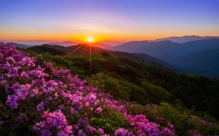 베스트갤러리 - 철쭉의 향연