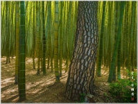 베스트갤러리 - 대숲