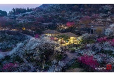 베스트갤러리 - 광양매화마을