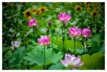 베스트갤러리 - 궁남지