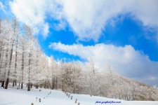 베스트갤러리 - 만항제
