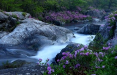 베스트갤러리 - 달궁의봄