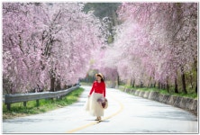 베스트갤러리 - 수양벗꽃 길