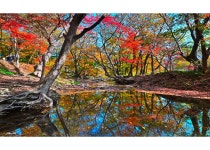 베스트갤러리 - 도솔천의 만추