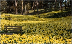 베스트갤러리 - 수선화 동산