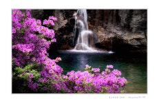 베스트갤러리 - 용소폭포와 수달래