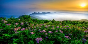 베스트갤러리 - 천상의화원.(지리산)