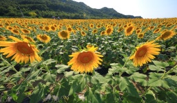 베스트갤러리 - 난정리 해바라기