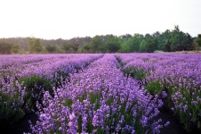 베스트갤러리 - 라벤다축제