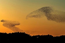 베스트갤러리 - 금강철새