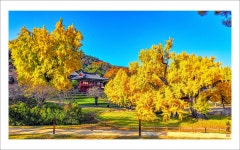 베스트갤러리 - 도동서원 은행나무