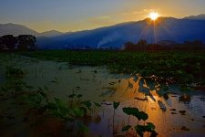 베스트갤러리 - 연밭