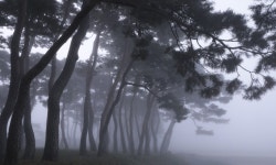 베스트갤러리 -  솔 숲 小景  베스트갤러리 - &quot; 솔 숲 小景 &quot;