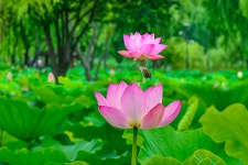 베스트갤러리 - 궁남지~개개비3