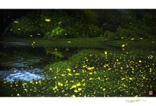 베스트갤러리 - 반딧불의 향연