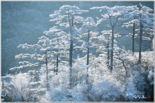 베스트갤러리 - 솔