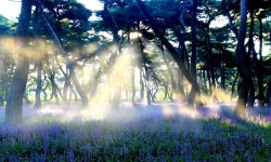 베스트갤러리 - 경주황성공원 맥문동