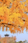 베스트갤러리 - 임고서원 은행단풍