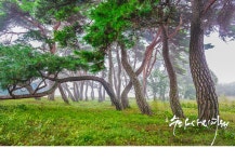 베스트갤러리 - 솔 밭 길!