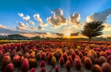 베스트갤러리 - 노을빛댑싸리 풍경