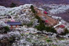 베스트갤러리 - 광양 매화마을