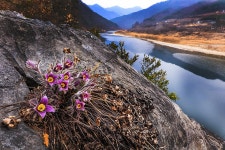 베스트갤러리 - 동강할미꽃