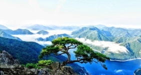 베스트갤러리 - 천년송