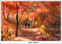 베스트갤러리 - 가을 숲으로