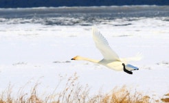 베스트갤러리 - 고니.