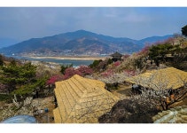 베스트갤러리 - 매화마을.............