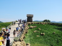 베스트갤러리 - 양때목장