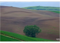 베스트갤러리 - 5월의 토스카나 3