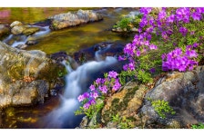 베스트갤러리 - 월성계곡 수달래