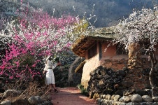 베스트갤러리 - 매화마을