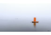 베스트갤러리 - 황포돗대