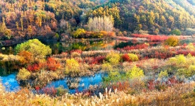 베스트갤러리 - 가을의 전설, 그 용담호...