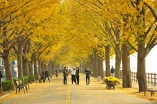 베스트갤러리 - 은행나무길