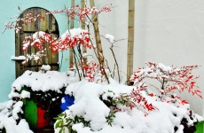 베스트갤러리 - 우리집화단에도...