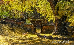 베스트갤러리 - 금시당 은행나무