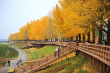 베스트갤러리 - 곡교천 은행단풍