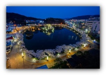 베스트갤러리 - 벗꽃이 아름다운 연못 연화지