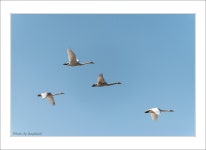 베스트갤러리 - 경안천